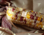 Golden Seed Packet Pendant- Fall Harvest Collection